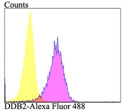Invitrogen DDB2 Recombinant Rabbit Monoclonal Antibody (JE16-41) 100 &mu;L;