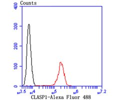 Invitrogen CLASP1 Recombinant Rabbit Monoclonal Antibody (JE43-19) 100