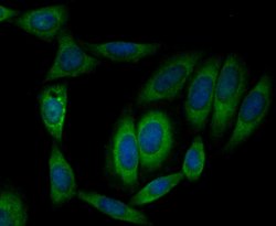 Invitrogen CLASP1 Recombinant Rabbit Monoclonal Antibody (JE43-19) 100