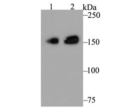 Invitrogen CLASP1 Recombinant Rabbit Monoclonal Antibody (JE43-19) 100