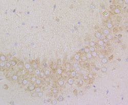 Invitrogen SRP54 Recombinant Rabbit Monoclonal Antibody (JE43-25) 100 &mu;L;