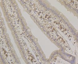 Invitrogen SRP54 Recombinant Rabbit Monoclonal Antibody (JE43-25) 100 &mu;L;