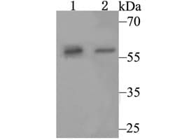 Invitrogen SRP54 Recombinant Rabbit Monoclonal Antibody (JE43-25) 100 &mu;L;