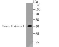 Invitrogen Kininogen 1 Recombinant Rabbit Monoclonal Antibody (JE43-72)