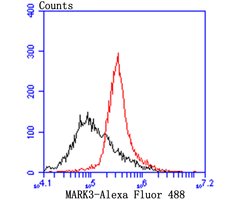 Invitrogen MARK3 Recombinant Rabbit Monoclonal Antibody (JE44-84) 100 &mu;L;