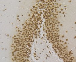 Invitrogen SRSF3 Recombinant Rabbit Monoclonal Antibody (JE46-44) 100 &mu;L;