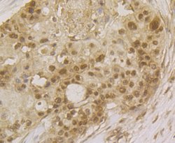 Invitrogen SRSF3 Recombinant Rabbit Monoclonal Antibody (JE46-44) 100 &mu;L;