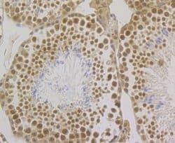 Invitrogen SRSF3 Recombinant Rabbit Monoclonal Antibody (JE46-44) 100 &mu;L;