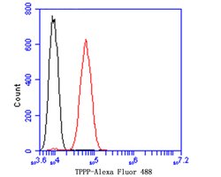 Invitrogen TPPP Recombinant Rabbit Monoclonal Antibody (JE47-35) 100 &mu;L;