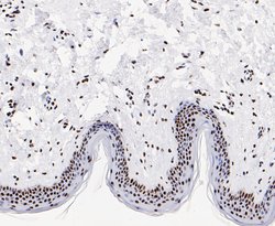Invitrogen GTPBP4 Recombinant Rabbit Monoclonal Antibody (JE47-47) 100