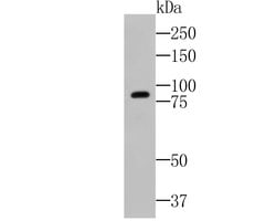 Invitrogen GTPBP4 Recombinant Rabbit Monoclonal Antibody (JE47-47) 100