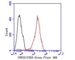 Invitrogen COPS3 Recombinant Rabbit Monoclonal Antibody (JE47-48) 100 &mu;L;