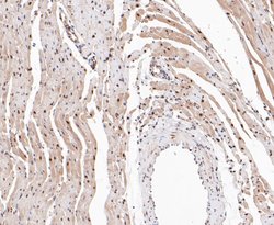 Invitrogen COPS3 Recombinant Rabbit Monoclonal Antibody (JE47-48) 100 &mu;L;