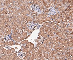 Invitrogen COPS3 Recombinant Rabbit Monoclonal Antibody (JE47-48) 100 &mu;L;
