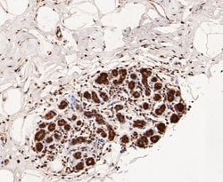Invitrogen COPS3 Recombinant Rabbit Monoclonal Antibody (JE47-48) 100 &mu;L;