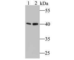 Invitrogen COPS3 Recombinant Rabbit Monoclonal Antibody (JE47-48) 100 &mu;L;