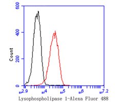 Invitrogen LYPLA1 Recombinant Rabbit Monoclonal Antibody (JE47-60) 100 &mu;L | Buy Online | Invitrogen&trade; | Fisher Scientific