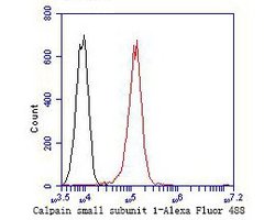 Invitrogen Calpain S1 Recombinant Rabbit Monoclonal Antibody (JE47-72) 100 &mu;L | Buy Online | Invitrogen&trade; | Fisher Scientific