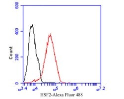 Invitrogen HSF2 Recombinant Rabbit Monoclonal Antibody (JE48-40) 100 &mu;L;
