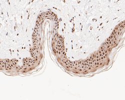 Invitrogen HSF2 Recombinant Rabbit Monoclonal Antibody (JE48-40) 100 &mu;L;