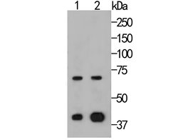 Invitrogen HSF2 Recombinant Rabbit Monoclonal Antibody (JE48-40) 100 &mu;L;