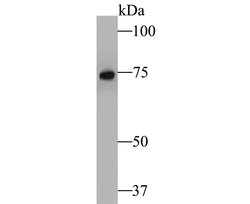 Invitrogen RSK1 Recombinant Rabbit Monoclonal Antibody (JE48-76) 100 &mu;L;