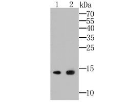 Invitrogen APRIL Recombinant Rabbit Monoclonal Antibody (JE49-07) 100 &mu;L;