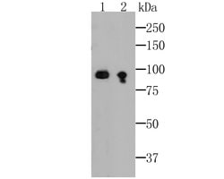 Invitrogen EWSR1 Recombinant Rabbit Monoclonal Antibody (JE49-57) 100 &mu;L;