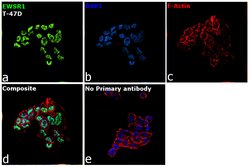 Invitrogen EWSR1 Recombinant Rabbit Monoclonal Antibody (JE49-57) 100 &mu;L;