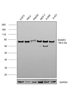 Invitrogen EWSR1 Recombinant Rabbit Monoclonal Antibody (JE49-57) 100 &mu;L;