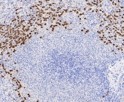Invitrogen Lactoferrin Recombinant Rabbit Monoclonal Antibody (JE49-60)