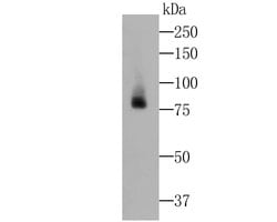 Invitrogen Lactoferrin Recombinant Rabbit Monoclonal Antibody (JE49-60)
