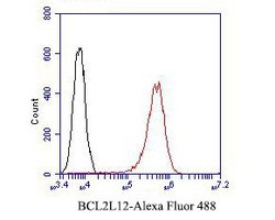 Invitrogen BCL2L12 Recombinant Rabbit Monoclonal Antibody (JE51-66) 100 &mu;L | Buy Online | Invitrogen&trade; | Fisher Scientific