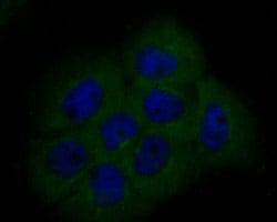 Invitrogen BCL2L12 Recombinant Rabbit Monoclonal Antibody (JE51-66) 100 &mu;L | Buy Online | Invitrogen&trade; | Fisher Scientific