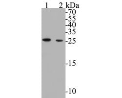 Invitrogen BCL2L12 Recombinant Rabbit Monoclonal Antibody (JE51-66) 100 &mu;L | Buy Online | Invitrogen&trade; | Fisher Scientific