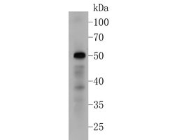 Invitrogen BMP-15 Recombinant Rabbit Monoclonal Antibody (JE51-47) 100