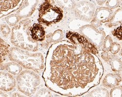 Invitrogen BCAM Recombinant Rabbit Monoclonal Antibody (JE51-07) 100 &mu;L;