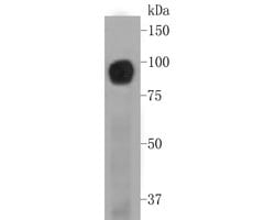 Invitrogen BCAM Recombinant Rabbit Monoclonal Antibody (JE51-07) 100 &mu;L;
