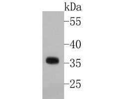 Invitrogen NEK6 Recombinant Rabbit Monoclonal Antibody (JE51-72) 100 &mu;L;
