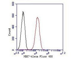 Invitrogen NEK7 Recombinant Rabbit Monoclonal Antibody (JE51-70) 100 &mu;L;