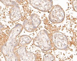 Invitrogen NEK7 Recombinant Rabbit Monoclonal Antibody (JE51-70) 100 &mu;L;