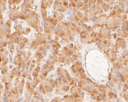 Invitrogen NEK7 Recombinant Rabbit Monoclonal Antibody (JE51-70) 100 &mu;L;