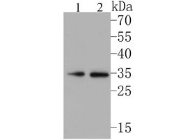 Invitrogen NEK7 Recombinant Rabbit Monoclonal Antibody (JE51-70) 100 &mu;L;
