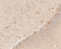 Invitrogen NUDC Recombinant Rabbit Monoclonal Antibody (JE50-74) 100 &mu;L;