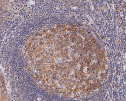 Invitrogen NUDC Recombinant Rabbit Monoclonal Antibody (JE50-74) 100 &mu;L;