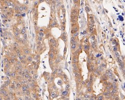 Invitrogen NUDC Recombinant Rabbit Monoclonal Antibody (JE50-74) 100 &mu;L;