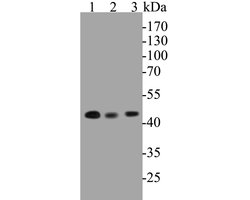 Invitrogen NUDC Recombinant Rabbit Monoclonal Antibody (JE50-74) 100 &mu;L;