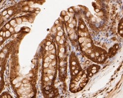 Invitrogen PSMA3 Recombinant Rabbit Monoclonal Antibody (JE51-59) 100 &mu;L;