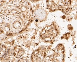 Invitrogen PSMA3 Recombinant Rabbit Monoclonal Antibody (JE51-59) 100 &mu;L;