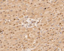 Invitrogen PSMA3 Recombinant Rabbit Monoclonal Antibody (JE51-59) 100 &mu;L;